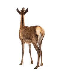 rear view on a doe, red deer female, looking up