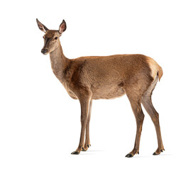 Side view of a doe, Female red deer, isolated on white
