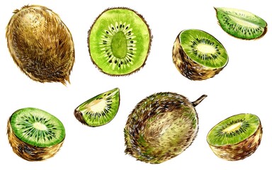 Fototapeta premium Kiwi slices illustrations isolated on white background. Fresh, tropical citrus fruit sliced. Realistic kiwi fruits hand draw watercolor illustrations.