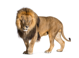Male adult lion eyes closed, Panthera leo, isolated on white