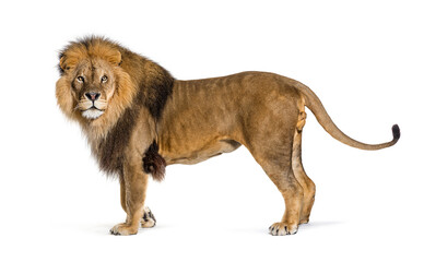 Male adult lion posing and looking away, Panthera leo, isolated