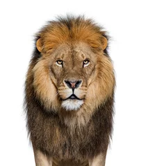 Raamstickers Portret van een mannelijke volwassen leeuw die naar de camera kijkt, Panthera © Eric Isselée