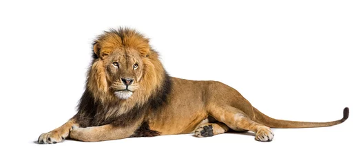 Gordijnen Male adult lion lying down, Panthera leo, isolated on white © Eric Isselée