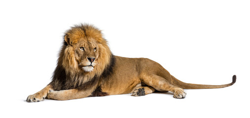 Male adult lion lying down, Panthera leo, isolated on white - obrazy, fototapety, plakaty