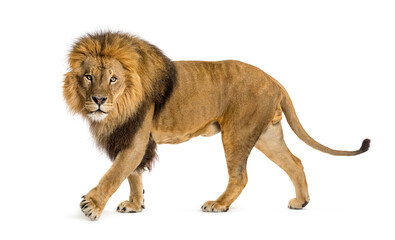 Side view of a Male adult lion walking and looking at the camera