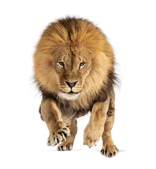 Gardinen Vorderansicht eines männlichen erwachsenen Löwen, der auf die Kamera springt, isoliert © Eric Isselée