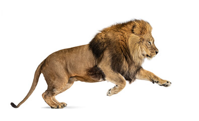Male adult lion, Panthera leo, leaping, isolated