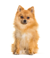 Spitz dog, sitting and looking at the camera, isolated on white