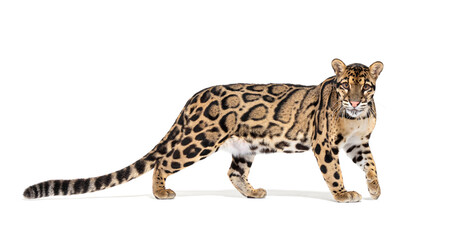 Profile of a Clouded leopard, Neofelis nebulosa, walking - obrazy, fototapety, plakaty