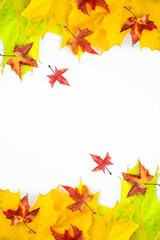 Vertical background of many yellow maple leaves with space for text on a white background. Autumn Leaf Background