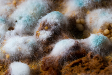 Multicolored mold on a food surface. Close-up of colorful growth mustiness mushrooms on a food. Green mold Penicillium expansum. Selective focus