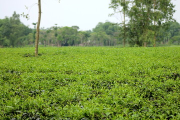 Fototapeta na wymiar Organic tea garden at tetulia, panchagarh, Bangladesh.