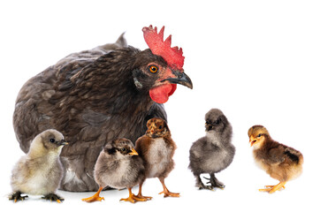 Grey hen with several chicks isolated on white background