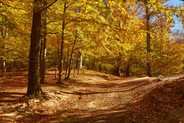 mountain autumn landscape with colorful forest