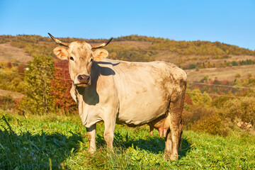 Fototapeta na wymiar Mountain landscape with cows. Peaceful atmosphere.