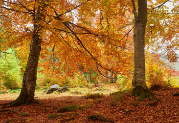 Colorful autumn landscape scene with fence in Transylvania mountain