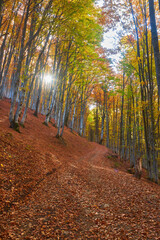 Beech forest with orange leaves. Autumn landscape on a sunny day in the mountains. Carpathians, Ukraine