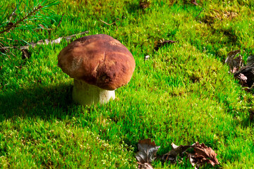 Boletus edulis is edible mushroom. Pporcini on moss in forest. Healthy and delicates food