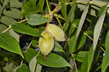 Juglans cinerea, butternut