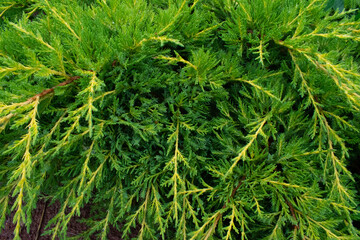 Urban green plant. Soft needles and leaves. A small liverwort.