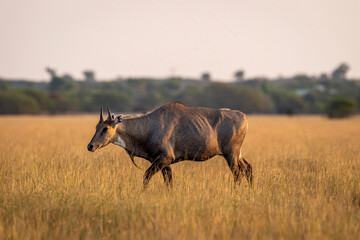wild male nilgai or blue bull or Boselaphus tragocamelus an asian antelope side profile in soft evening light in scenic landscape of forest of india