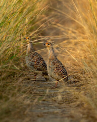 side profile of grey francolin or grey partridge or Francolinus pondicerianus family or pair walking together on a forest track in post monsoon season at Ranthambore national park rajasthan india asia