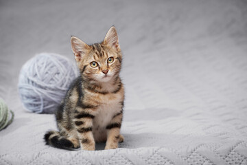 Tabby kitten sitting on the bed with a bored look low angle view with copy space