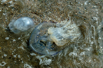 Jellyfish on the seashore