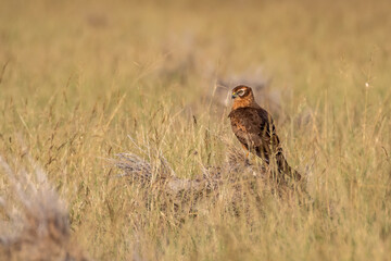 Female Montagu or Montagus harrier or Circus pygargus portrait in winter migration at grassland during winter migration at Blackbuck National Park Velavadar gujrat india asia - obrazy, fototapety, plakaty
