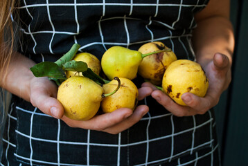 Pear. Homemade pears in female hands.
