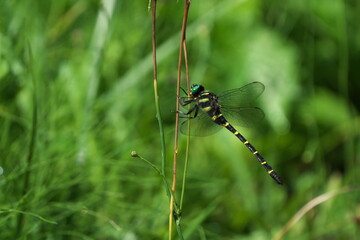 羽を休めるオニヤンマ