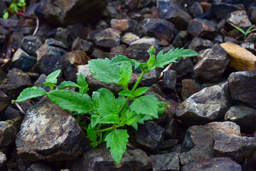 Tridax  procumbens is also used as treatment for boils, blisters and cuts by local healers in parts of India. It is listed as a noxious weed in the United States