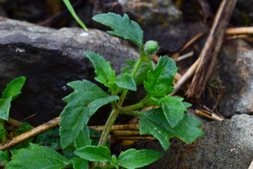 Tridax  procumbens is also used as treatment for boils, blisters and cuts by local healers in parts of India. It is listed as a noxious weed in the United States