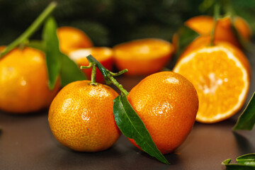 Tangerines (oranges, mandarins, clementines, citrus fruits) with leaves and fir tree branches