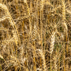 Fototapeta premium Golden wheat field. Beautiful nature sunset landscape. Meadow wheat field background of ripening ears. Concept of high yield and productive seed industry. Bread crisis in the world.