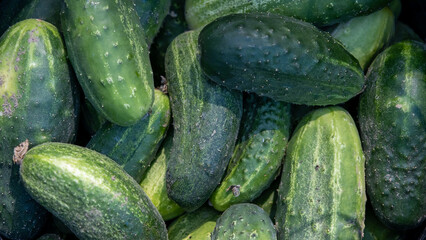 Lots of fresh cucumbers sold in the market.