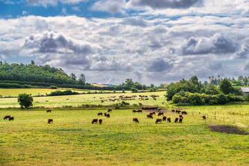 Cows farm in rural Funen in Denmark