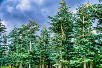 Pinetrees in a small plantation on Funen in Denmark