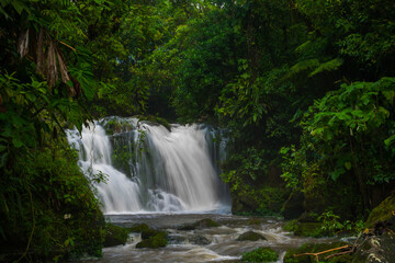 Fototapeta na wymiar forest with waterfall in central america