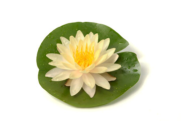Pink water lily on green leaf isolated on white background, Lotus flower blooming