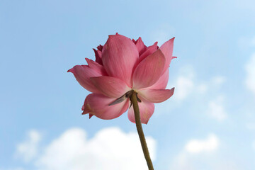 Pink lotus flower on blue sky background.Beautiful water lily  against blue sky with clouds