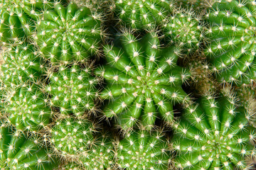 Close up of a group of green cactus with many thorns