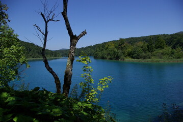 Suche drzewo na tle jeziora, Plitwickie Jeziora, Chorwacja