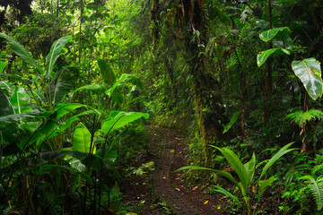 tropical forest in central america