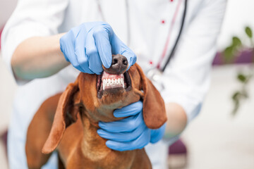 female doctor examines a dachshund dog in a veterinary clinic. medicine for pets