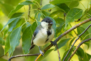 Obraz premium 胸の黒い模様が表れ始めたシジュウカラの若鳥