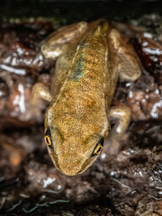 Moorfrosch