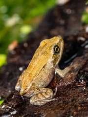 Moorfrosch
