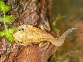 Moorfrosch