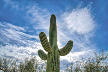 Low angle view of a saguaro cactuse with three arms at Sabino Canyon State Park, Tucson, Arizona